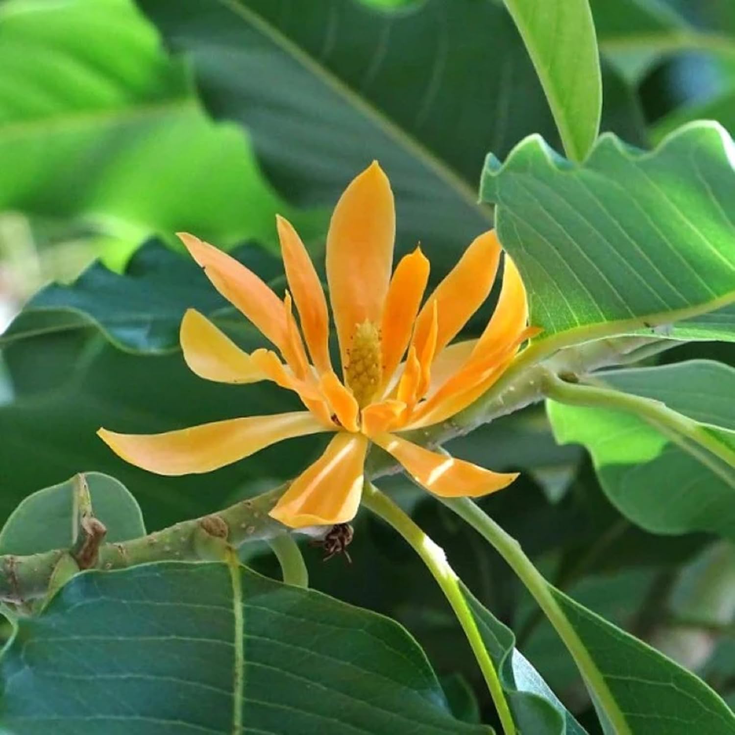 CHUXAY GARDEN Magnolia Champaca Seed 5 Semillas Champak Tree Magnolia Tree Semillas de flores amarillas altamente fragantes para plantar, grandes