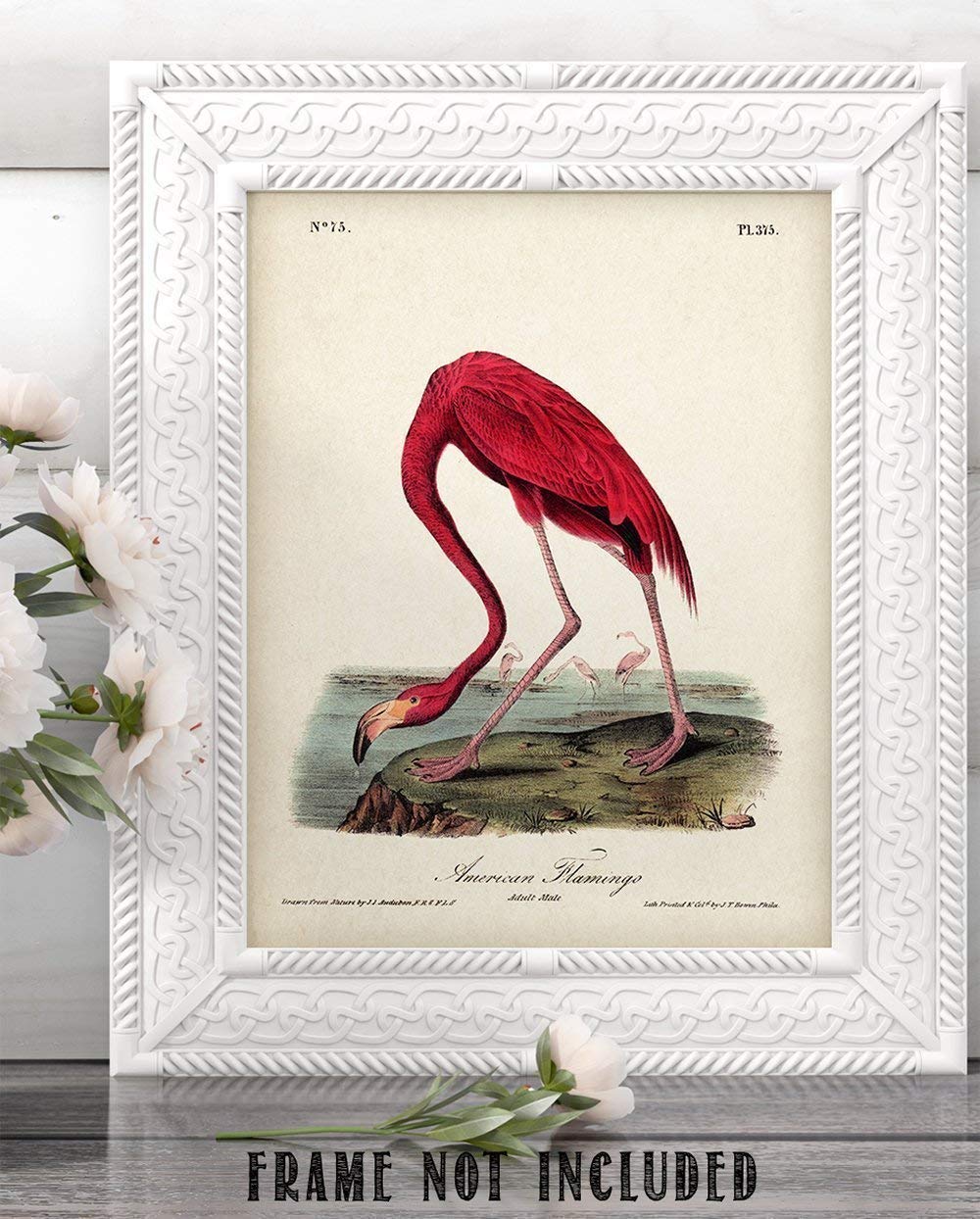 American Flamingo Illustration – 11×14 Unframed Art Print – Great Wall Decor Under $15