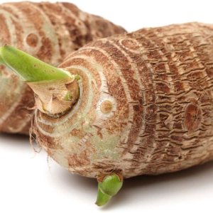 3 bombillas Colocasia Esculenta, Taro Verde, Cocoyam, Taro, Elefante. Garantía de crecimiento de por vida por Greenhouse PCA. 3 bombillas Colocasia Esculenta, Taro Verde, Cocoyam, Taro, Elefante. Garantía de crecimiento de por vida por Greenhouse PCA.