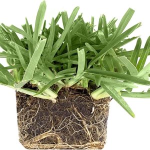 St. Augustine ‘Floratam’ – Tapones de césped de 3 pulgadas, 6 tapones vivos extra grandes, césped tolerante a la sequÃa, la sal y la sombra St. Augustine ‘Floratam’ – Tapones de césped de 3 pulgadas, 6 tapones vivos extra grandes, césped tolerante a la sequÃa, la sal y la sombra