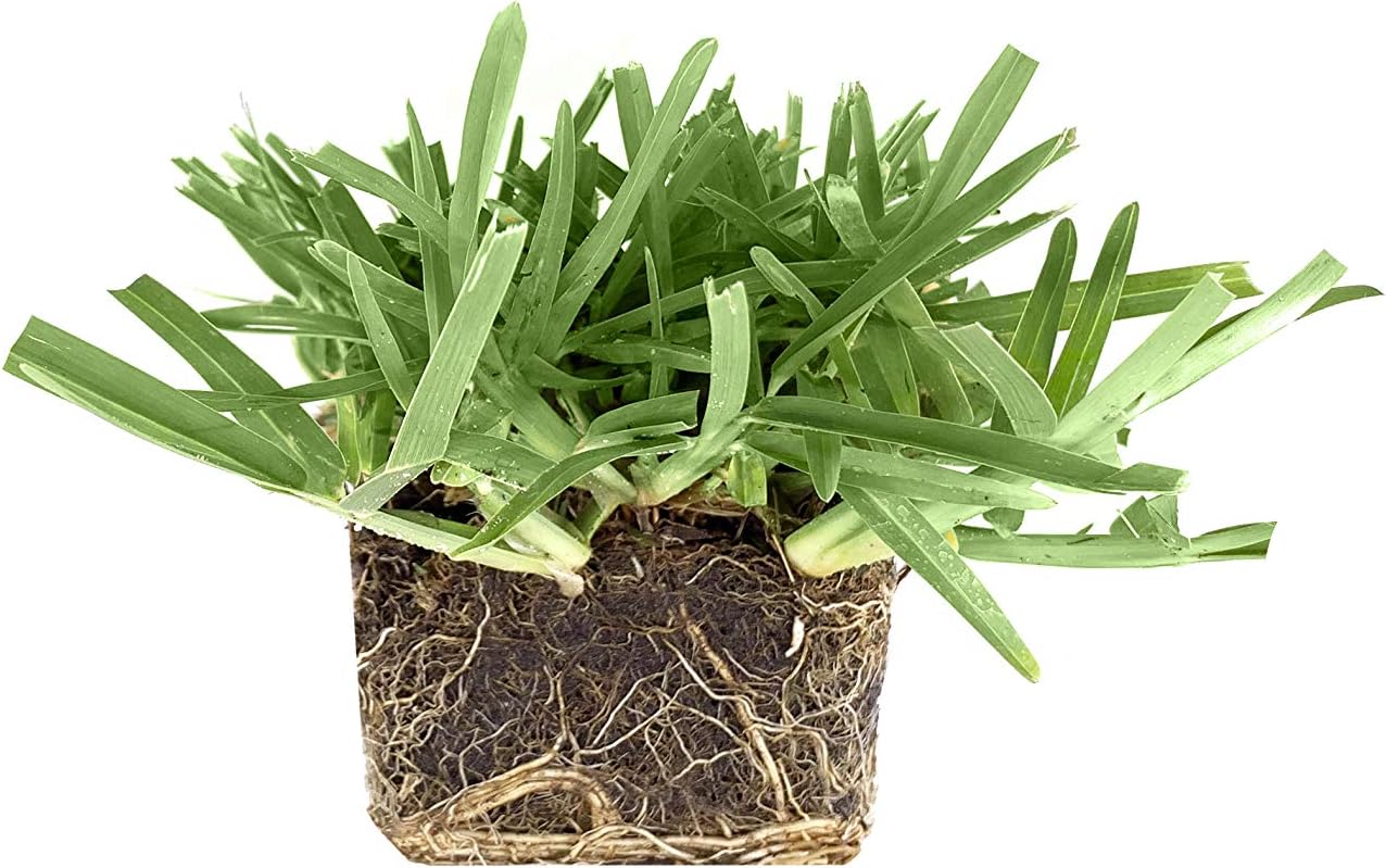 St. Augustine ‘Floratam’ – Tapones de césped de 3 pulgadas, 6 tapones vivos extra grandes, césped tolerante a la sequía, la sal y la sombra