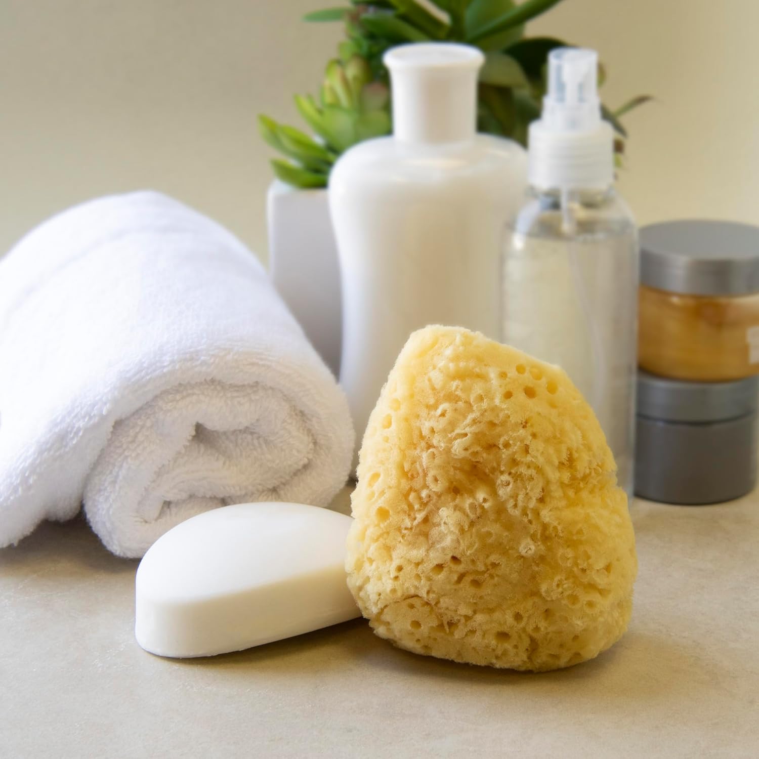 Neptune Esponja natural del mar del Caribe – Esponja de mar renovable natural (4 pulgadas)