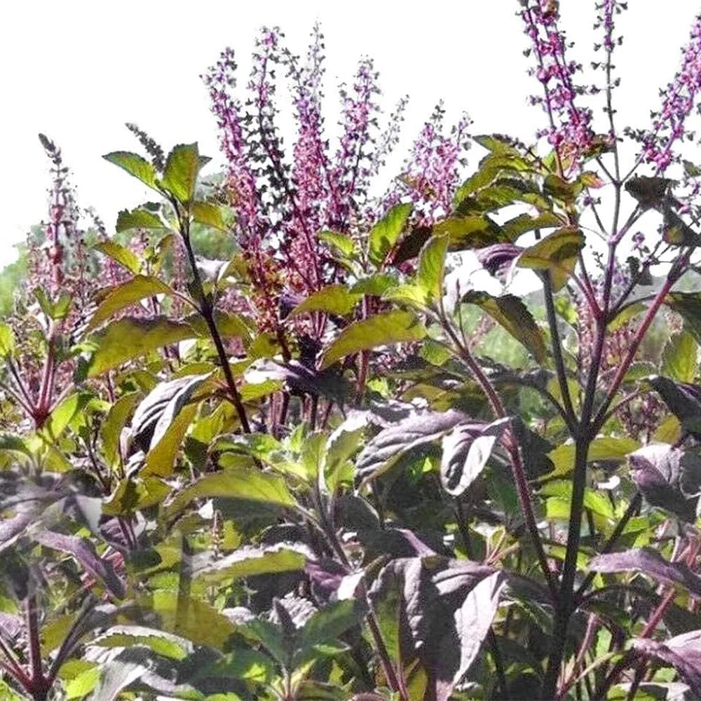 QAUZUY GARDEN 200 semillas de albahaca sagrada roja, Krishna Tulsi Tulasi, Ocimum Sanctum – Semillas de hierbas tradicionales sin OMG – Semillas