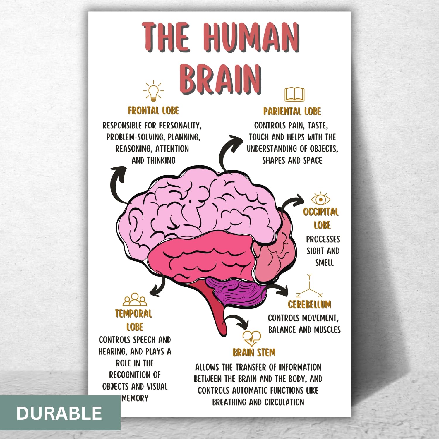 The Human Brain Poster, Mental Health Office Print, Therapy Decor Art, Therapist Psychologist Guidance Counselor Office Decor Wall Art – 11×17 in.