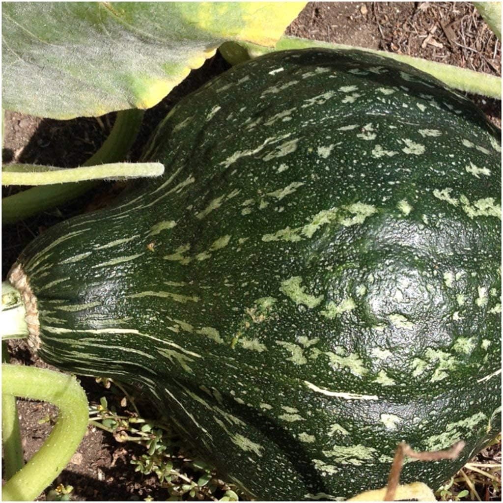 True Green – Semillas de calabaza Hubbard mejoradas para plantar, 25 semillas tradicionales por paquete, semillas de jardín de Isla (semillas de