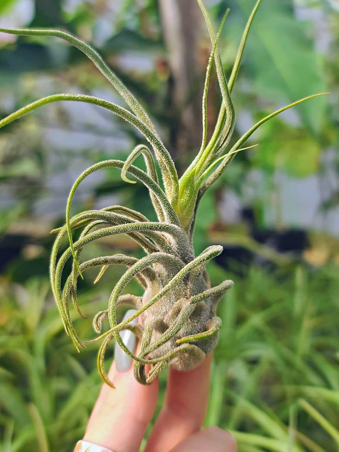 Plantas de aire vivo  3 Pruinosa  Plantas de aire de 3 a 4 pulgadas  El color y la forma varían según la temporada  Garantía de 30 días en