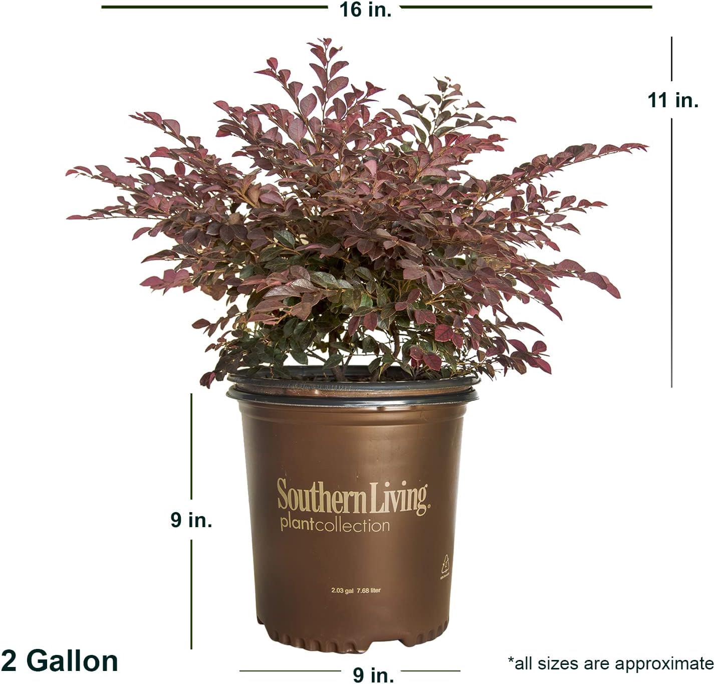 Purple Daydream – Loropetalum enano (2 galones) arbusto de hoja perenne compacto con flores rosadas, pleno sol a parcial, planta viva al aire libre
