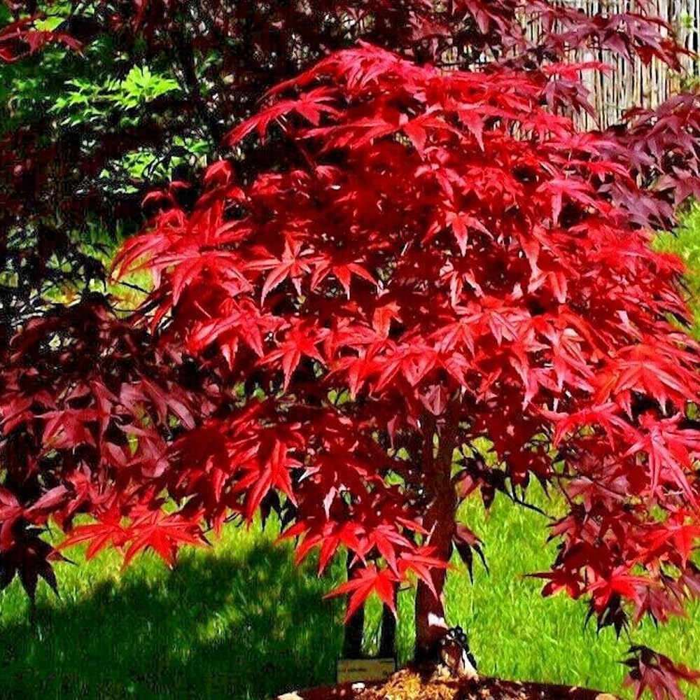 KVITER 10 semillas de árbol de arce japonés rojo Palmatum atropurpureum planta bonsái resistente al frío  Semillas frescas orgánicas para plantar