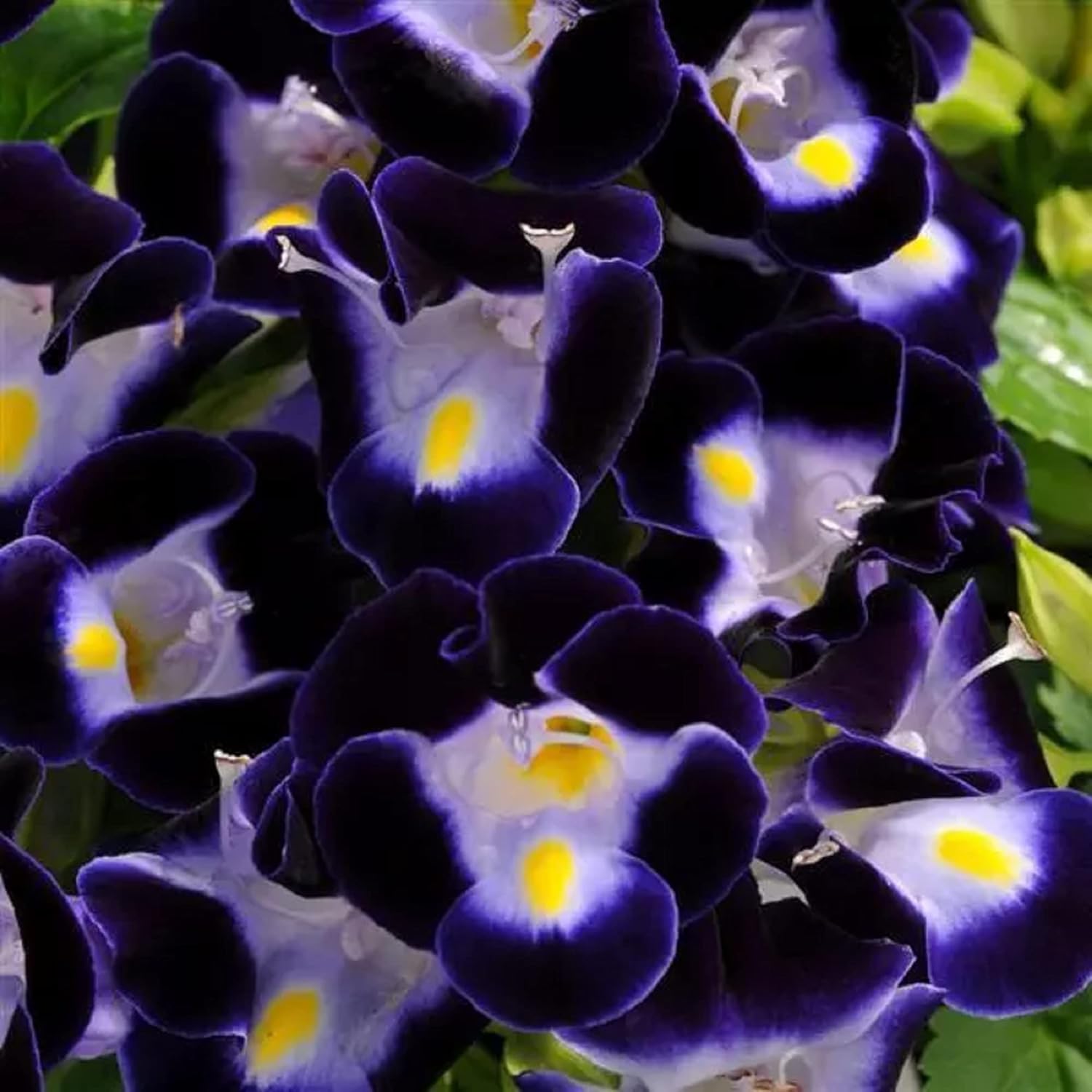 CHUXAY GARDEN Deep Blue Torenia Fournieri, Bluewings, Flor de espina de horquilla 20 semillas Hermosas flores paisaje anual crece en jardín y macetas