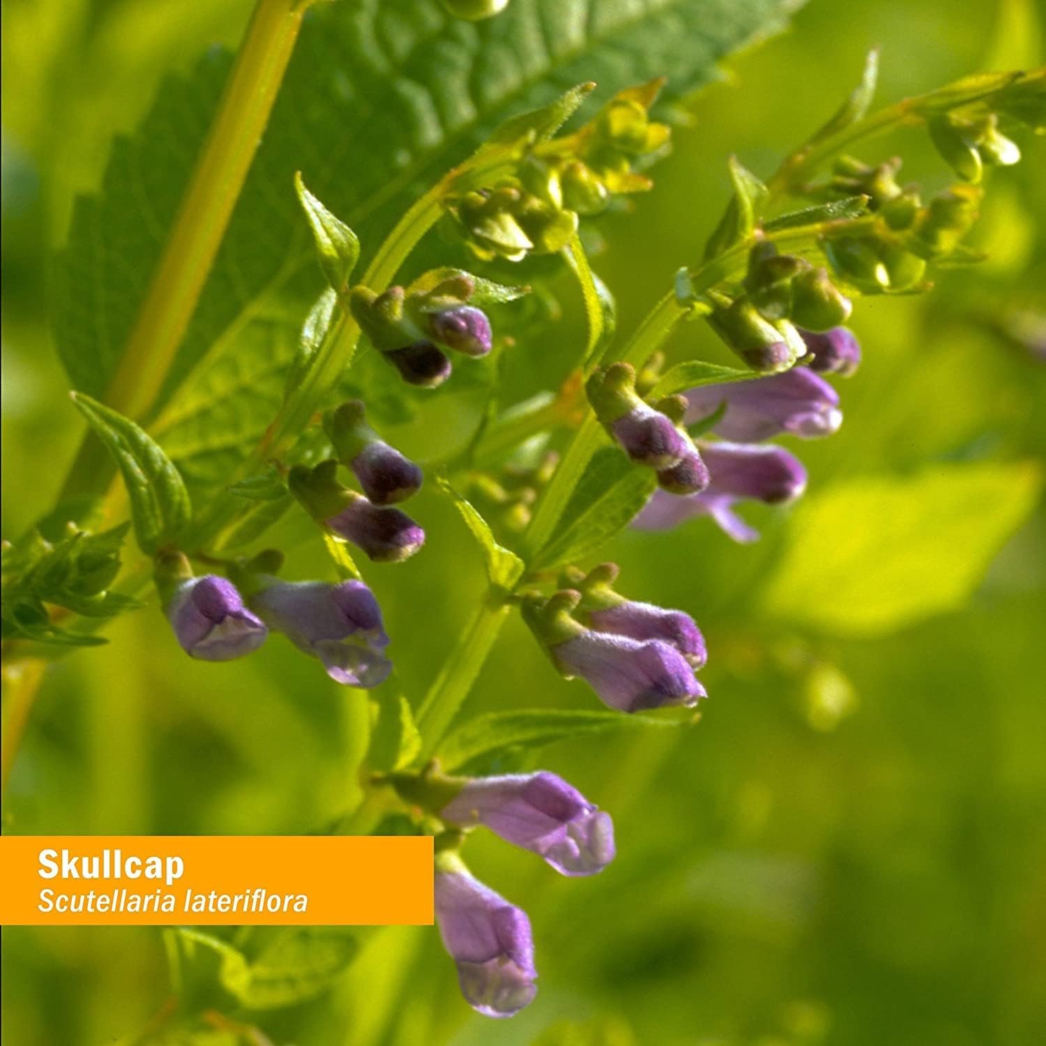 Herb Pharm Extracto líquido orgánico certificado Skullcap para apoyo del sistema nervioso, glicerita sin alcohol, 4 onzas