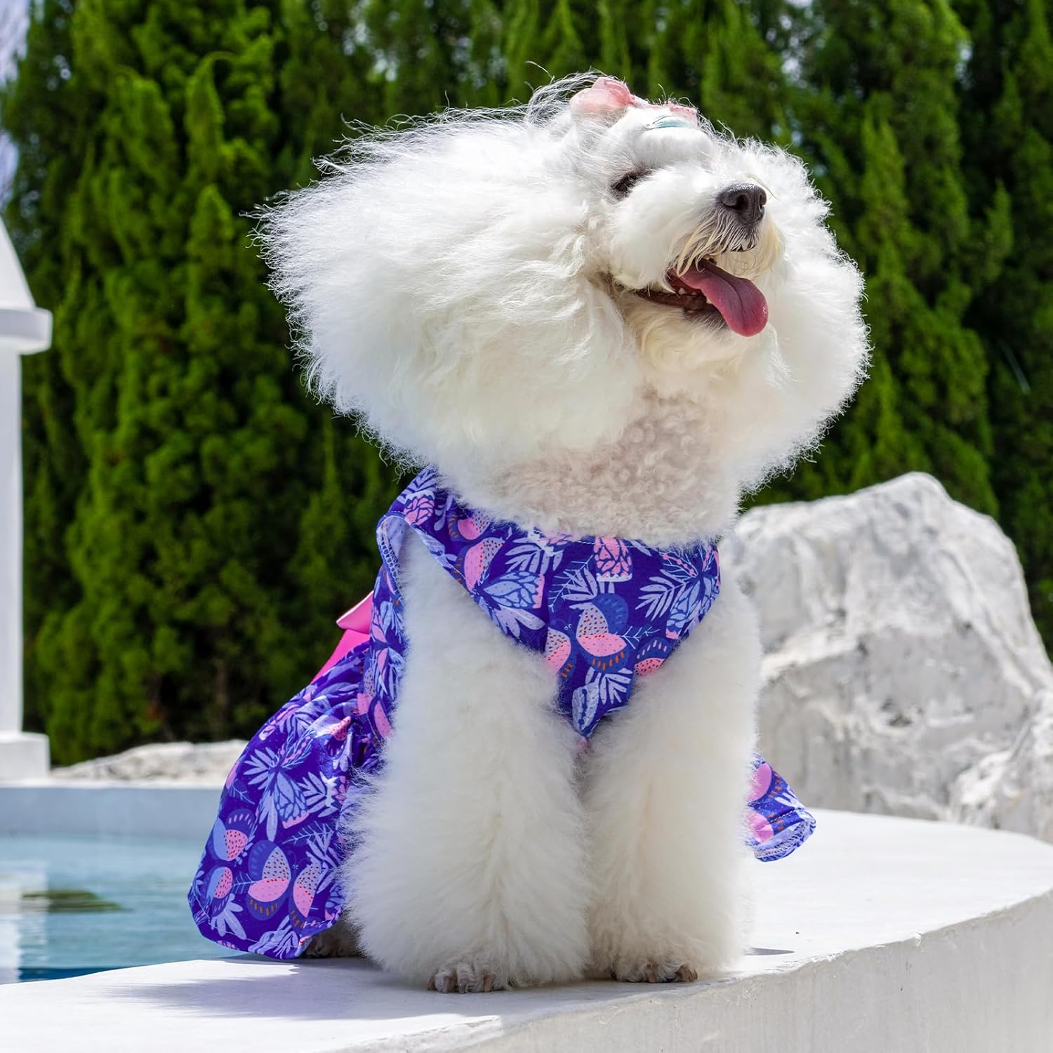 CuteBone Vestido de perro mariposa para niña, falda de cachorro, traje de gato, ropa para mascotas para perros pequeños, disfraz de cumpleaños, BF25M