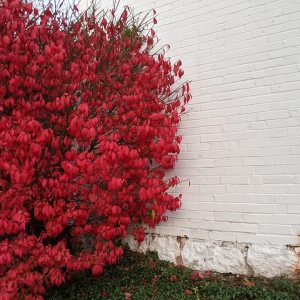 Greenwood Nursery Plantas arbustivas vivas – Arbusto ardiente enano + Euonymus Alatus – Cantidad 5 macetas de 3.5 pulgadas – (Haga clic para ver Greenwood Nursery Plantas arbustivas vivas – Arbusto ardiente enano + Euonymus Alatus – Cantidad 5 macetas de 3.5 pulgadas – (Haga clic para ver