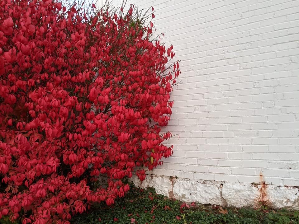 Greenwood Nursery Plantas arbustivas vivas – Arbusto ardiente enano + Euonymus Alatus – Cantidad 5 macetas de 3.5 pulgadas – (Haga clic para ver