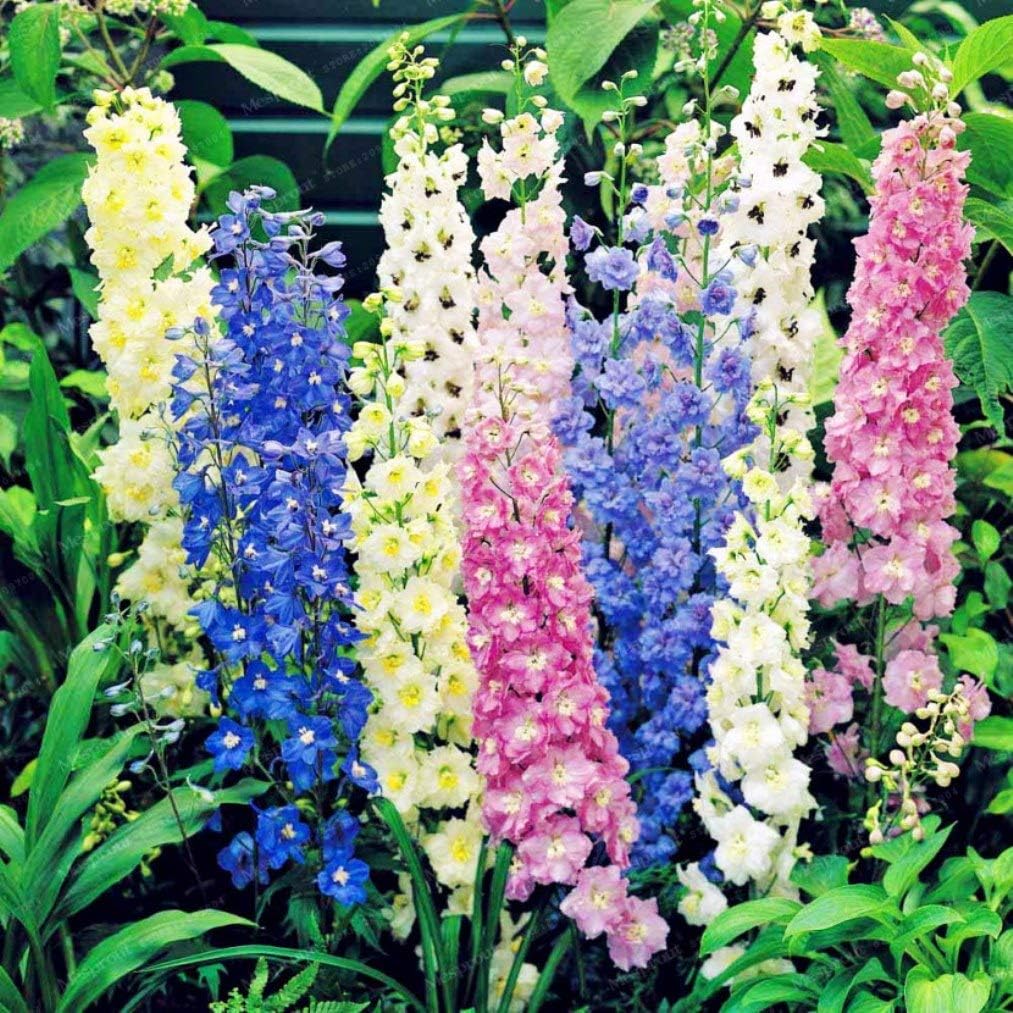 Semillas Rocket Larkspur Delphinium Giant High Tall Mix Anual Flores cortadas al aire libre para plantar sin OMG