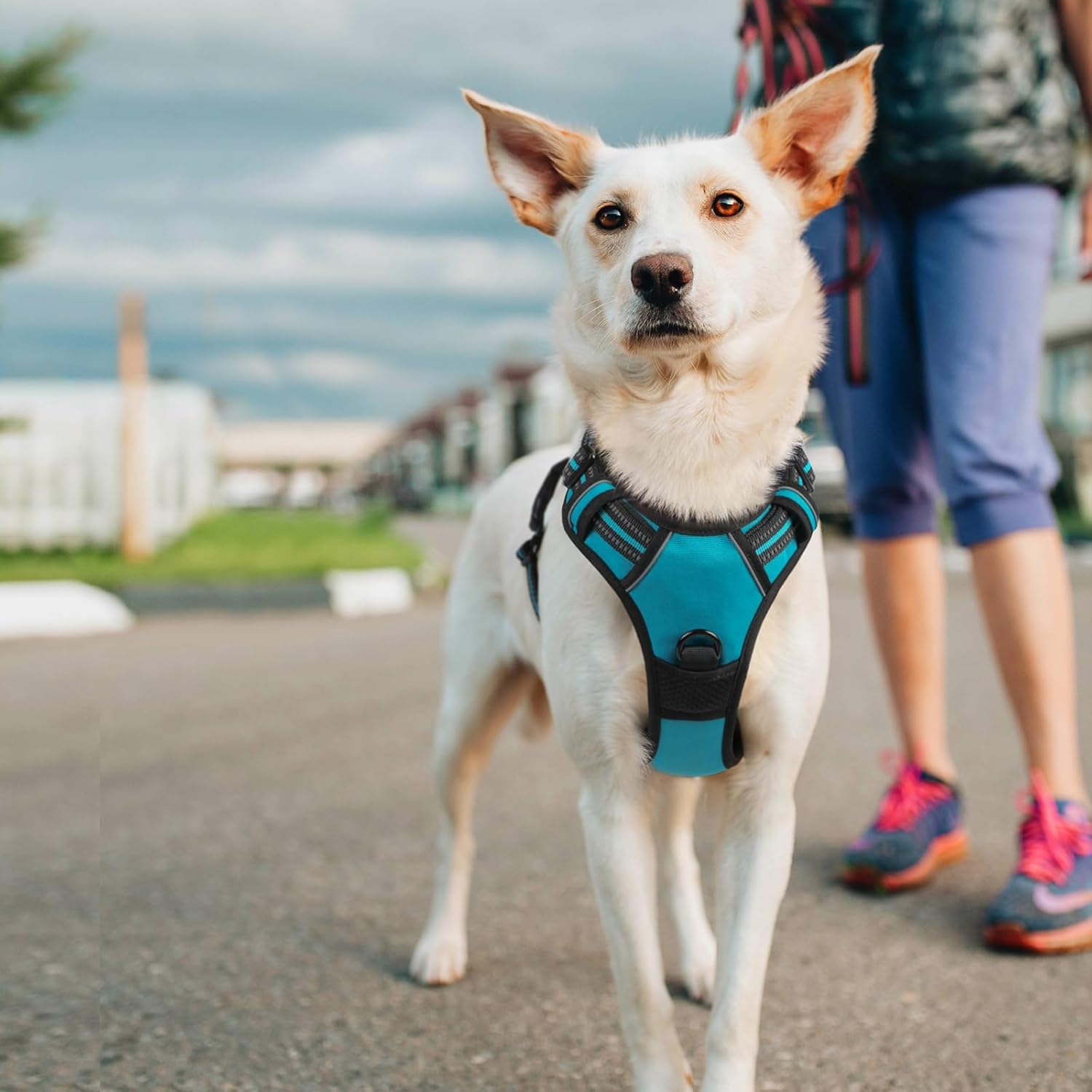 rabbitgoo Arnés para perro, arnés sin tirones para mascotas con 2 clips para correa, chaleco acolchado suave ajustable para perro, chaleco Oxford