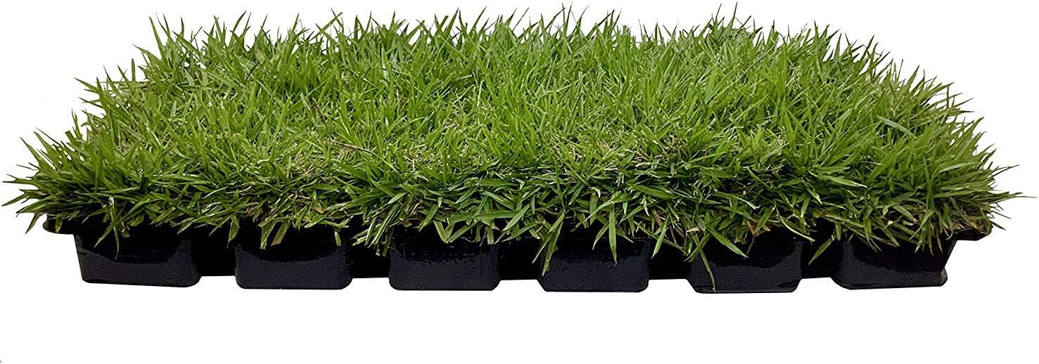 Zoysia Tapones de césped  54 tapones grandes de 3 x 3 pulgadas  hierba de césped tolerante a la sequía, la sal y la sombra