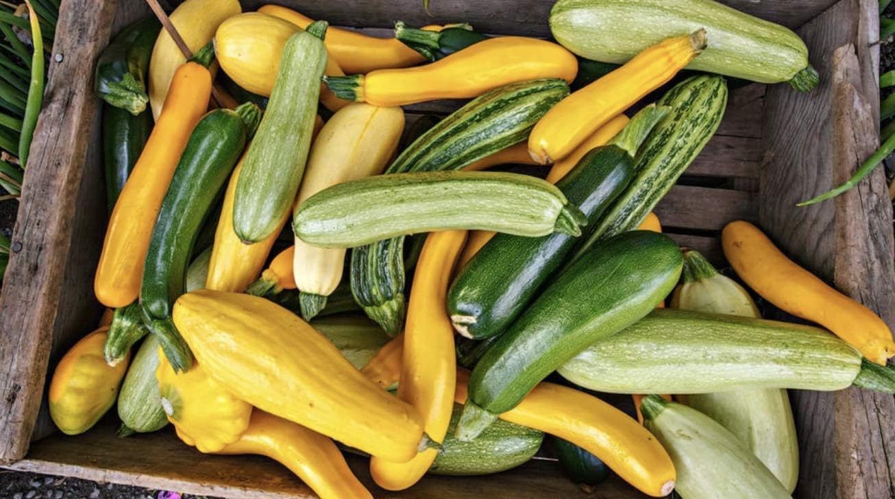 Semillas Calabacín Calabacín Calabacín Calabaza Mezcla de Verano 35 Días Rápido Heirloom Vegetal Sin OMG