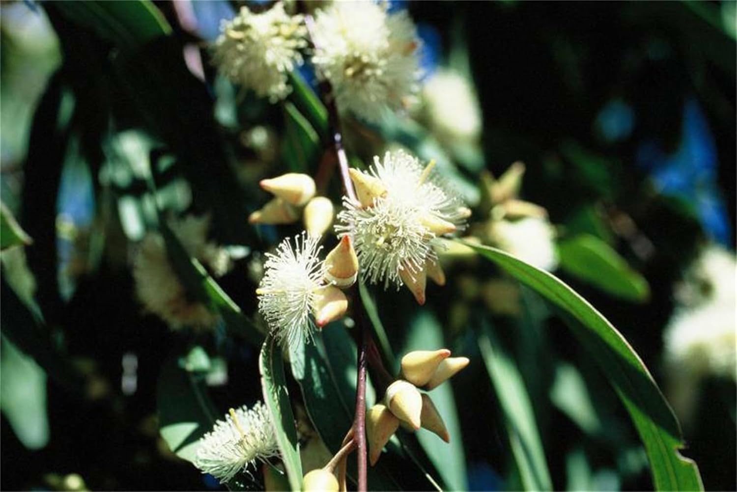 Semillas de árbol de plantas raras más de 300 semillas de goma con aroma a limón (Eucalyptus citriodora)