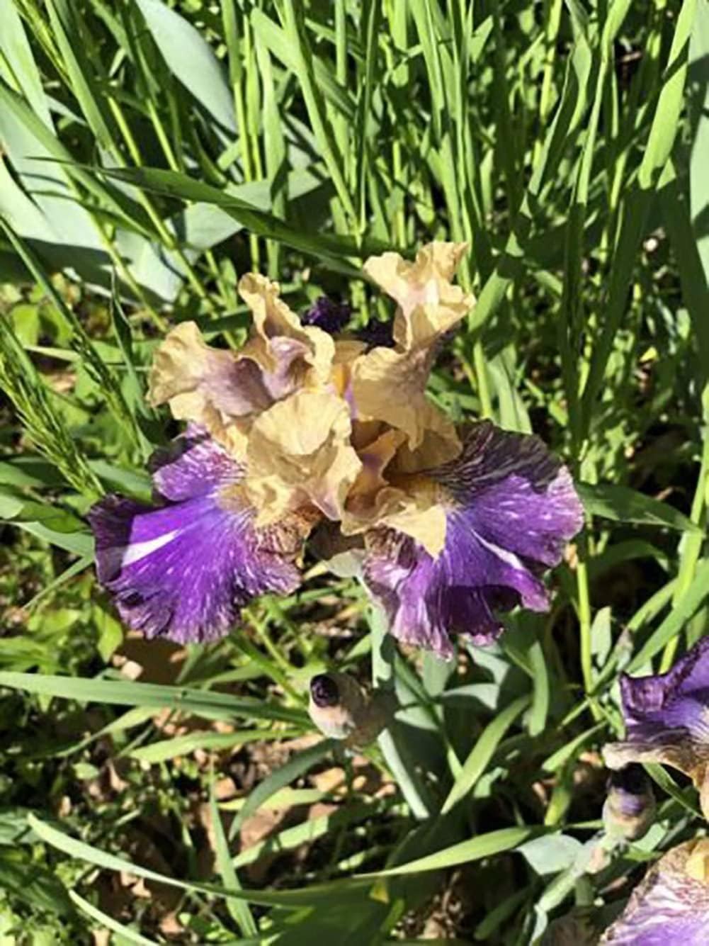 Bulbos de iris barbudos moteados amarillo púrpuraraícestubérculo rizoma cantidad planta fragante perenne Bonsái Home Garden (2 rizomas)