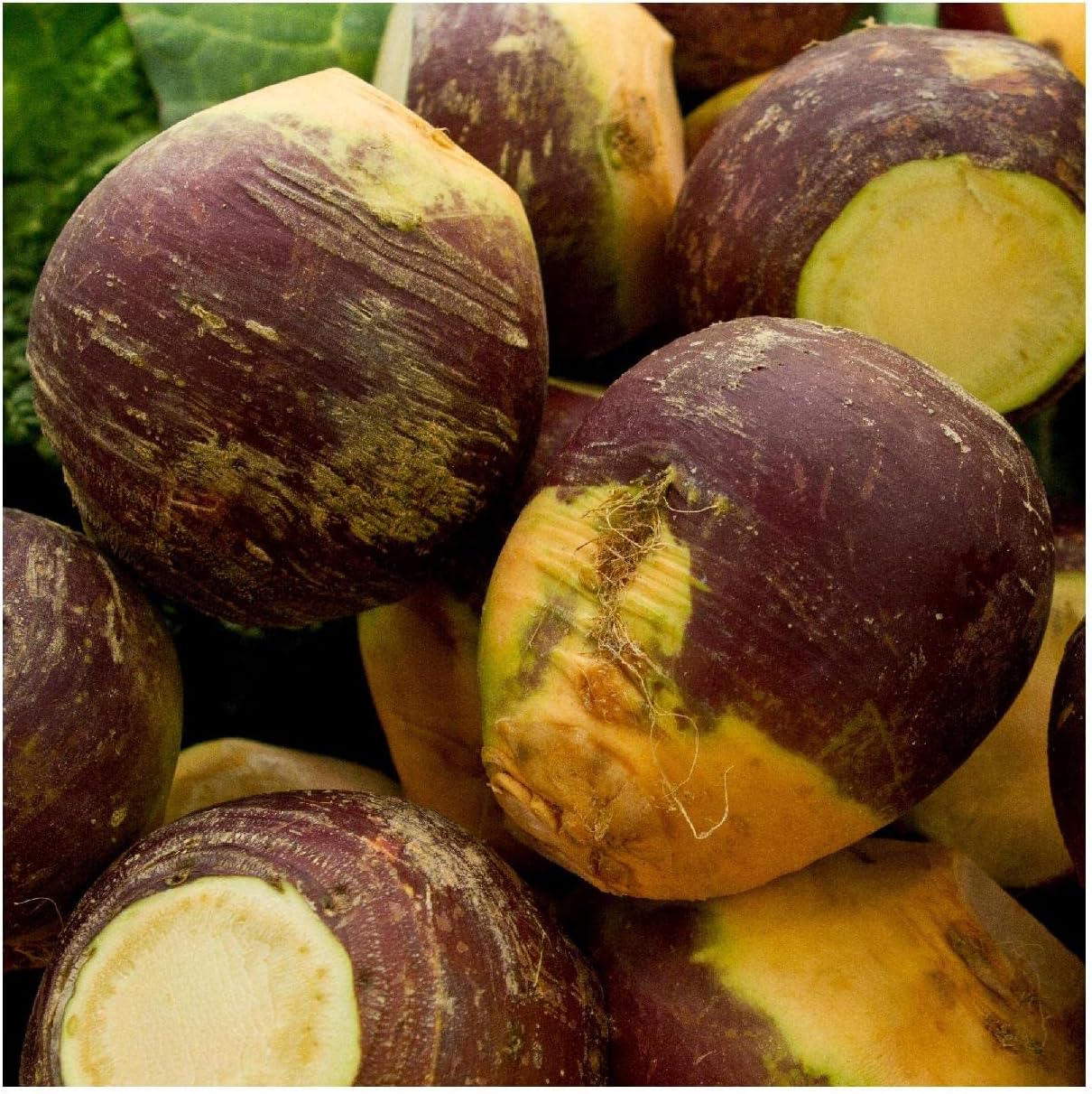 Everwilde Farms – 500 semillas de Rutabaga American Purple Top – Paquete de semillas jumbo Gold Vault