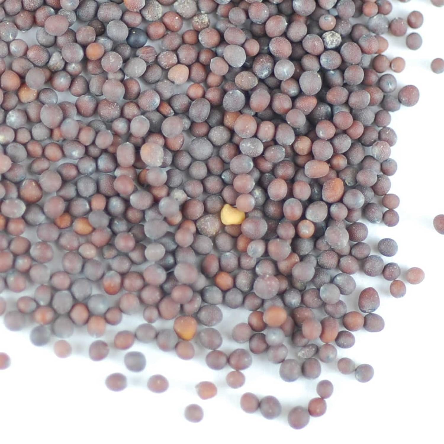 Semillas de germinación de mostaza marrón orgánica 1 libra – Semilla de mostaza caliente para especias, brotes, microverdes, hacer mostaza gourmet,