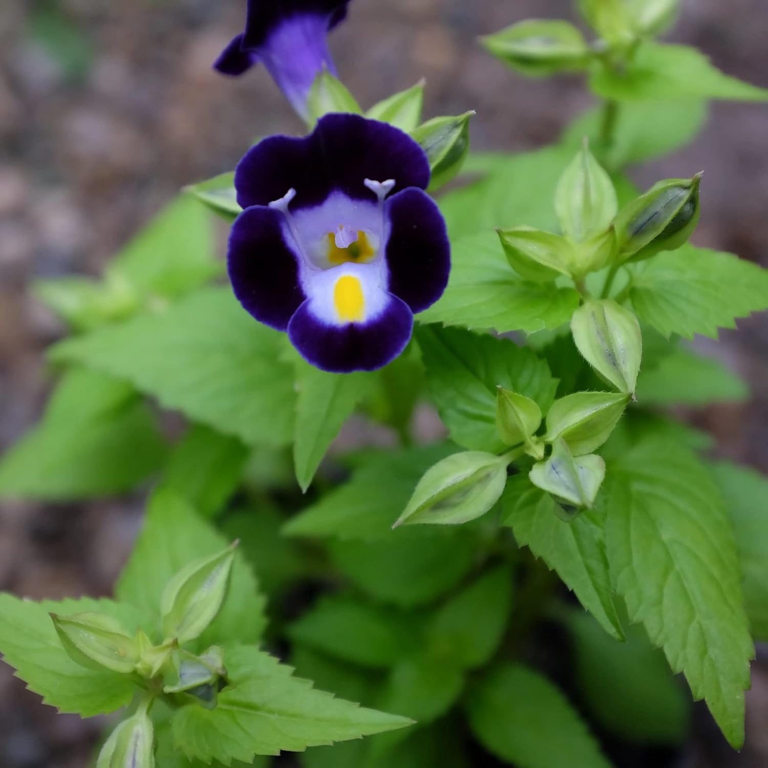 CHUXAY GARDEN Deep Blue Torenia Fournieri, Bluewings, Flor de espina de horquilla 20 semillas Hermosas flores paisaje anual crece en jardín y macetas