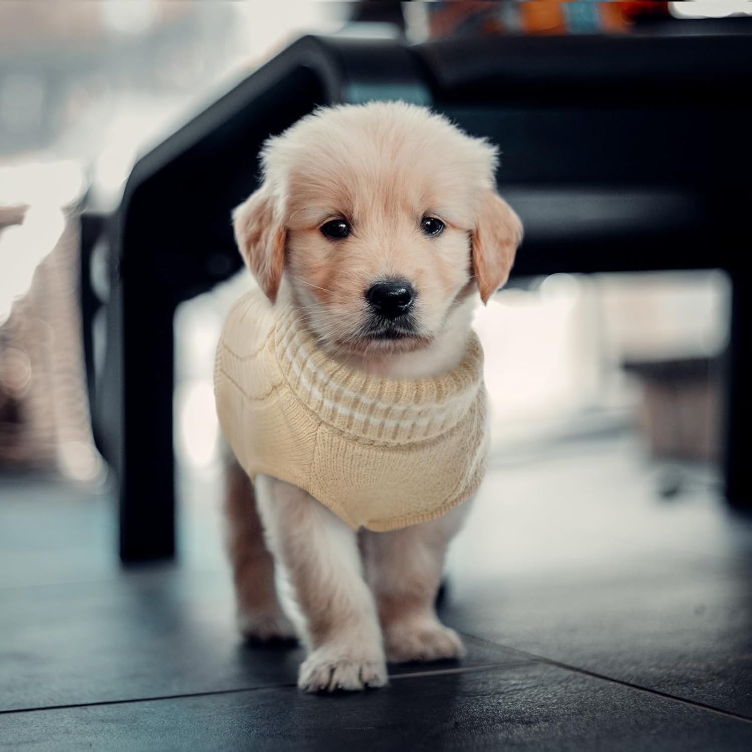 ROZKITCH Suéter pequeño para perro, suéter de punto para clima frío para otoño e invierno, suéter de cuello alto para perro, ropa clásica gruesa y
