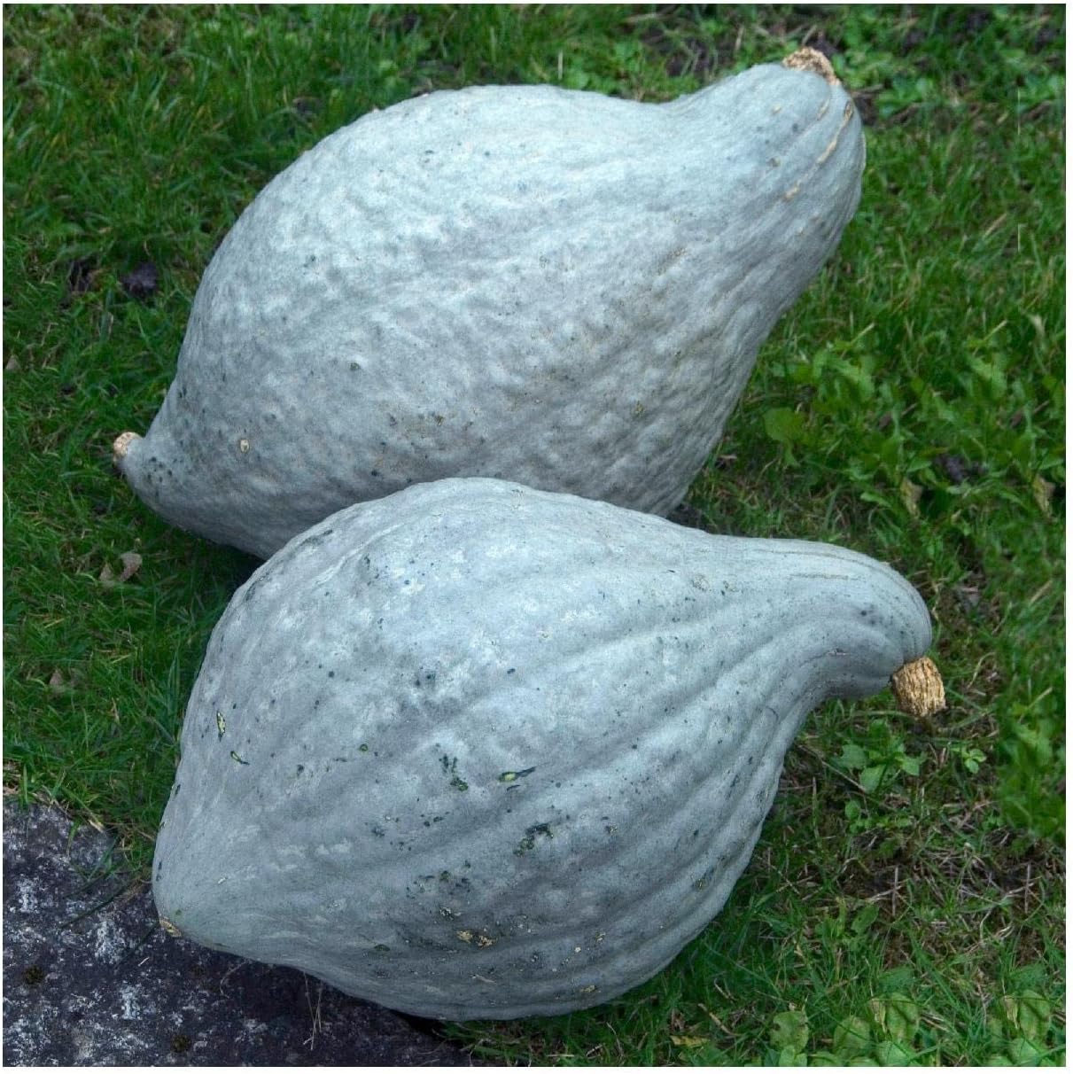 Everwilde Farms – 10 semillas de calabaza de invierno Hubbard azul orgánico – Paquete Gold Vault