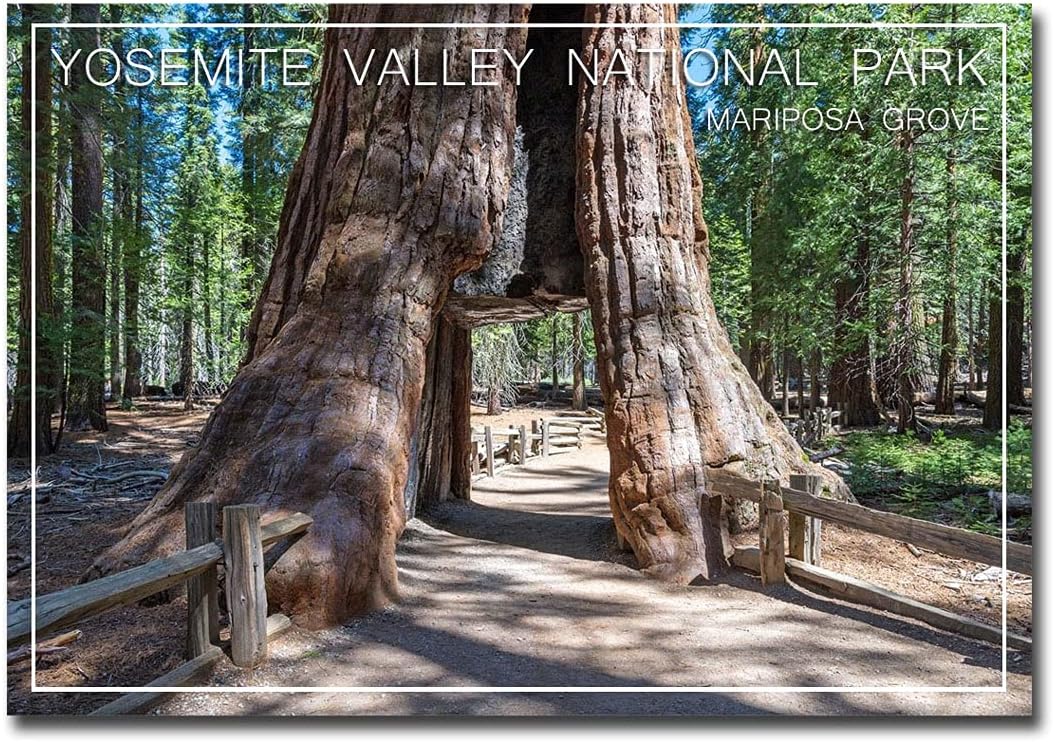 Mariposa Grove Yosemite National Park Travel Refrigerator Magnet Tamaño 2.5″ x 3.5″