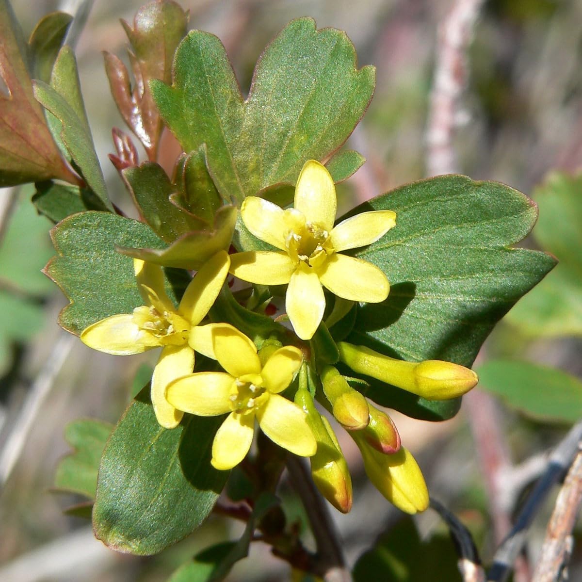 Semillas de Grosella Dorada (Ribes aureum) Paquete de 20 Semillas