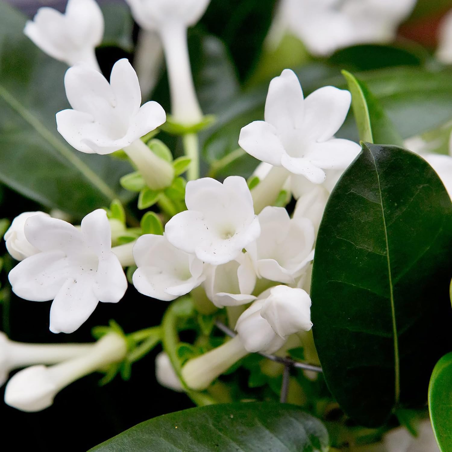 YEGAOL Garden – Semillas de Floribunda de Stephanotis de Madagascar, jazmín de hoja perenne, flores de hoja perenne, sin OMG, enrejados, bordes de