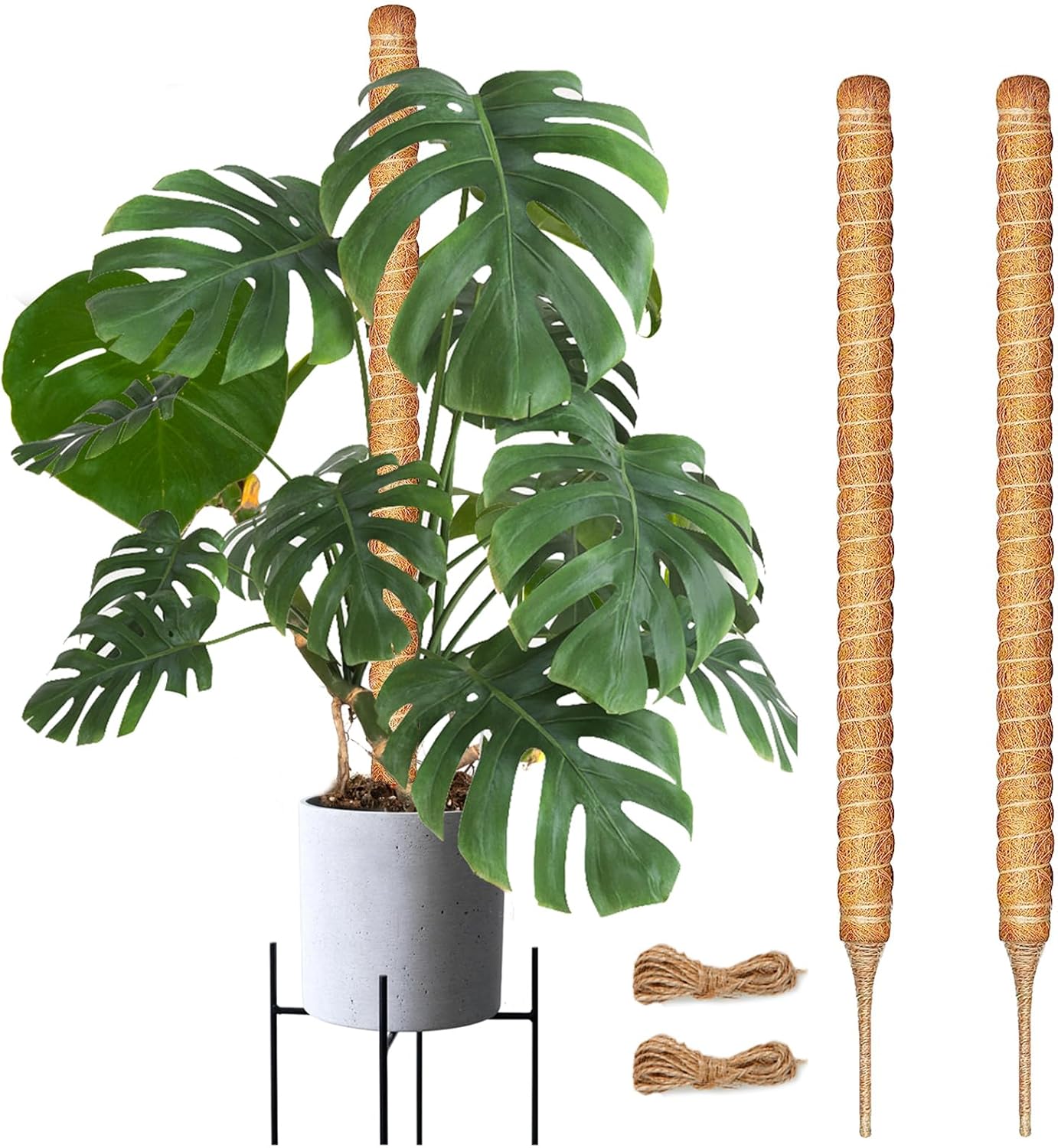 Joyhalo Poste de musgo para plantas, paquete de 2 estacas de soporte para plantas Monstera de 24 pulgadas, postes de musgo para plantas trepadoras,
