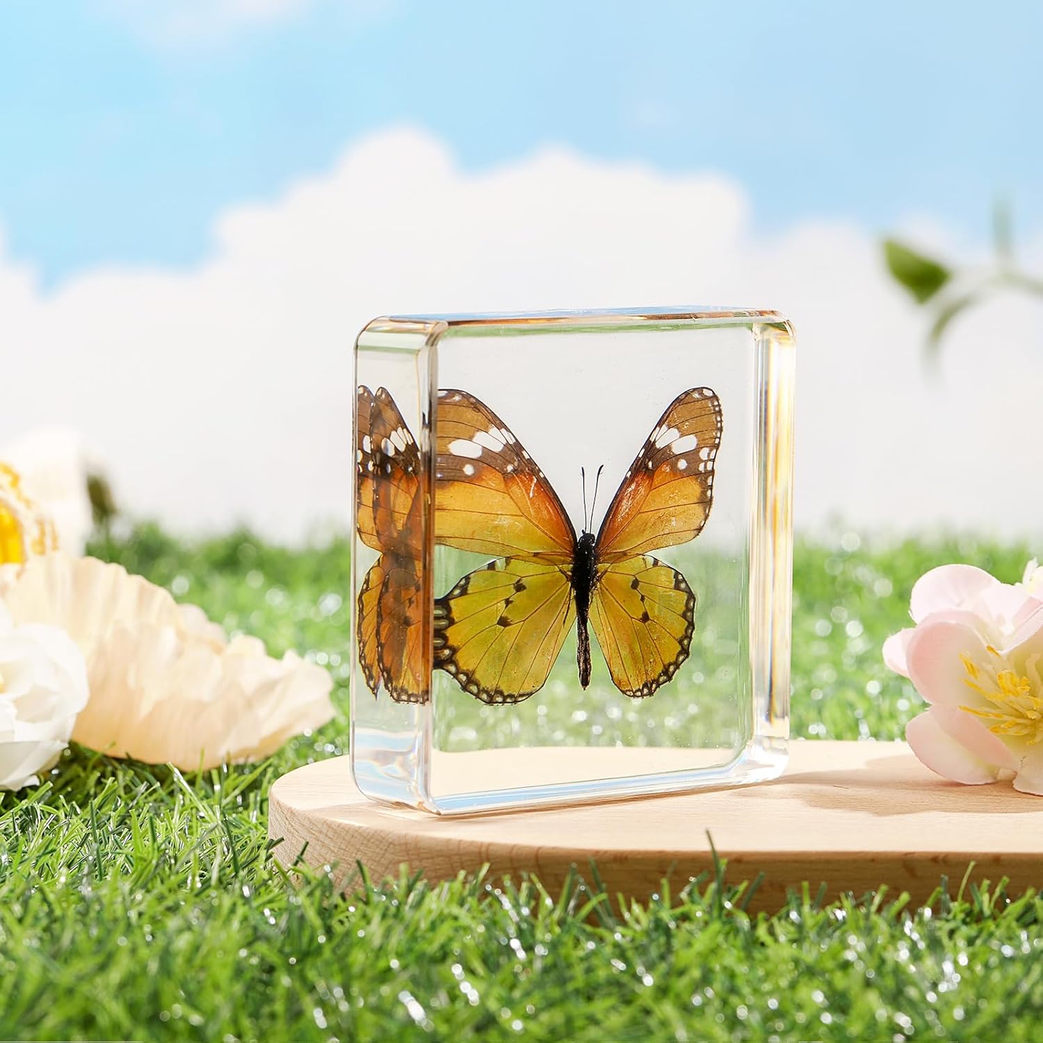 Espécimen de mariposa real recubierto de resina, hermosa taxidermia de mariposa para exhibición y pisapapeles (Danaus Chrysippus 3 x 3 x 0.6