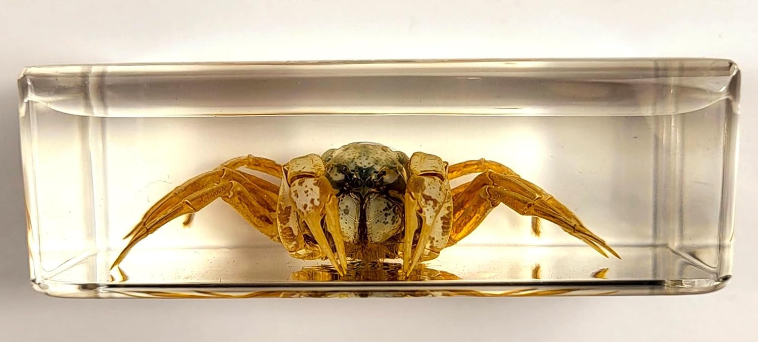 Cangrejo real de 2.874 in en resina de lucita cristalina, muestra preservada Mictyris Brevidactylus Sea Marine Aimal Taxidermia Colección de