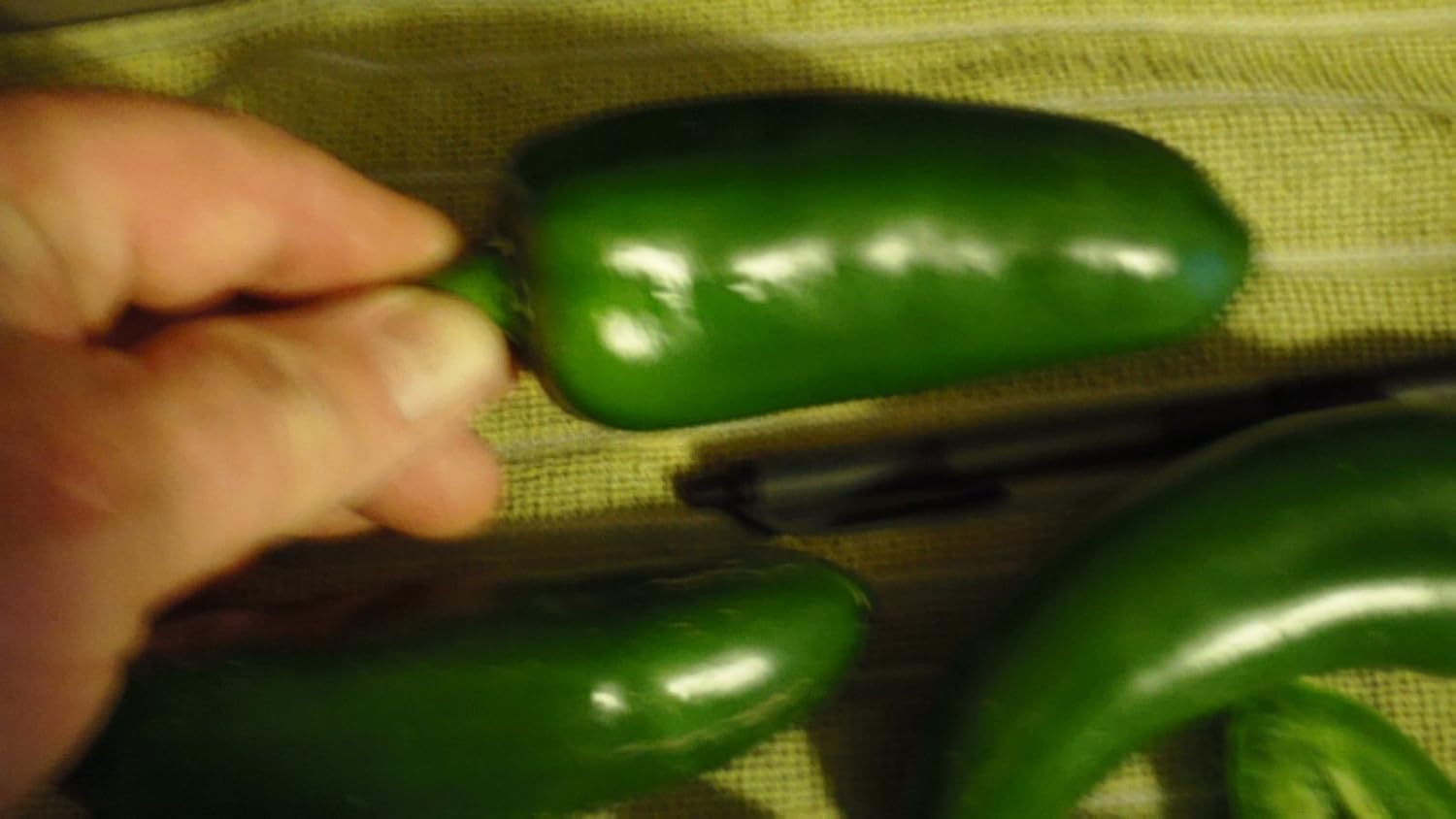 Semillas gigantes de pimienta jalapeño enormes PODS grandes rellenos MILD.(50 – Semillas)