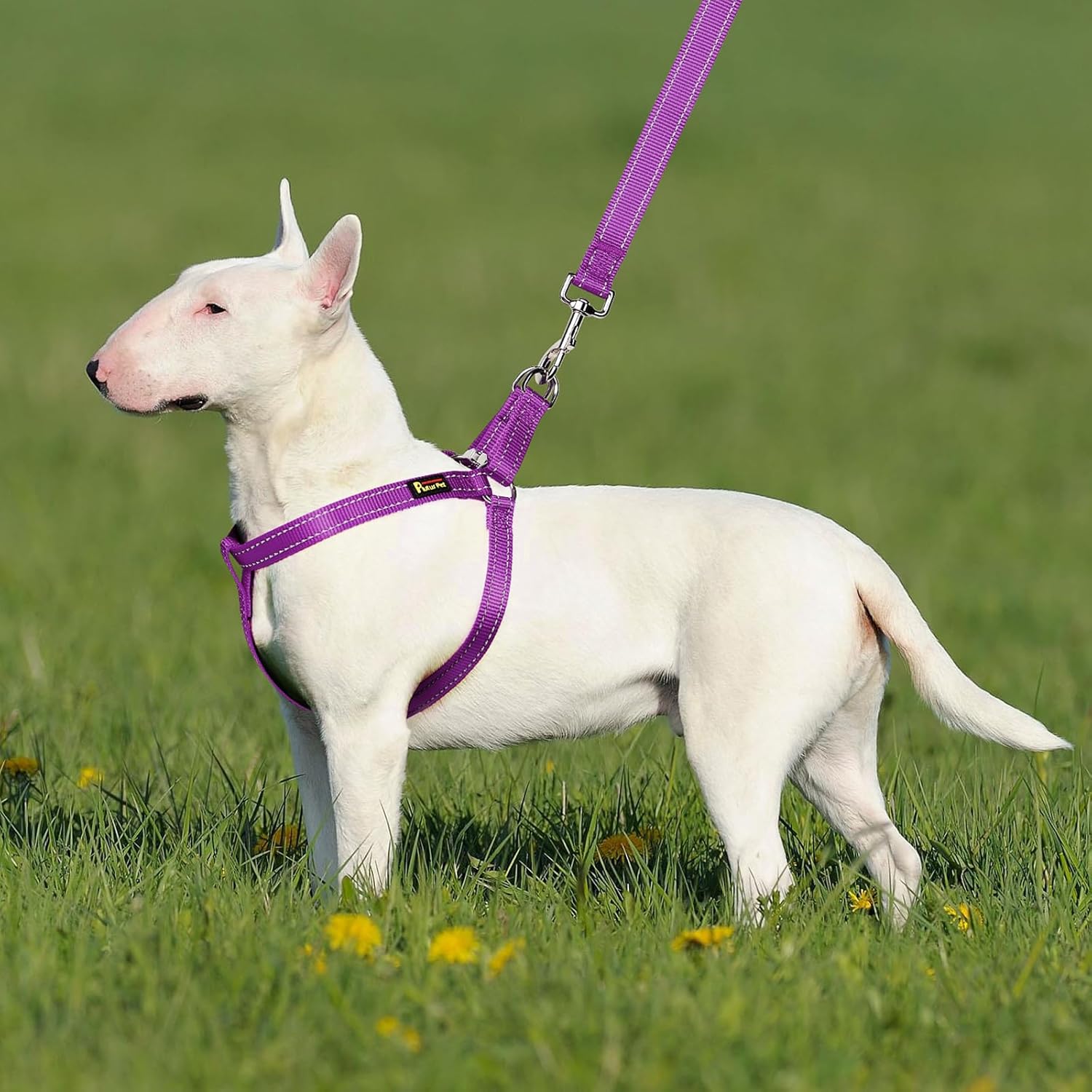 Plutus Pet Arnés para perro, reflectante, ajustable y seguro con hebillas de metal, arnés para perro de fácil paseo para cachorros, perros pequeños,