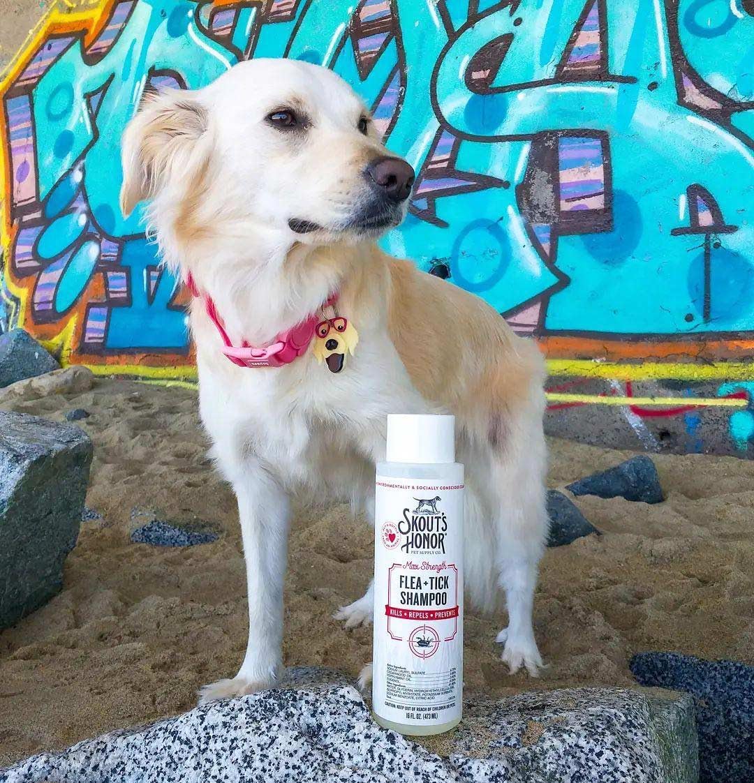 SKOUT’S HONOR Champú Flea + Tick con aceites esenciales de madera de cedro natural y menta, 16 onzas.