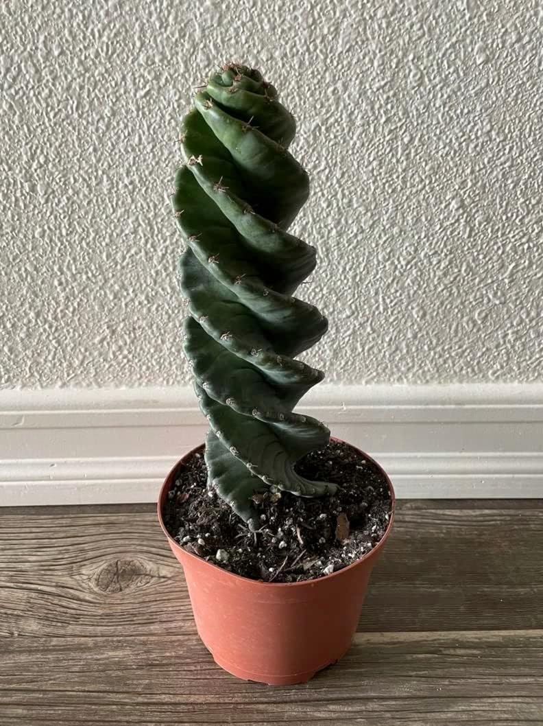 Cactus espiral  Cereus forbesii ‘Spiralis’  Suculenta rara retorcida  Cactus Tornado  Plantas de interior con raíces vivas (9 pulgadas)