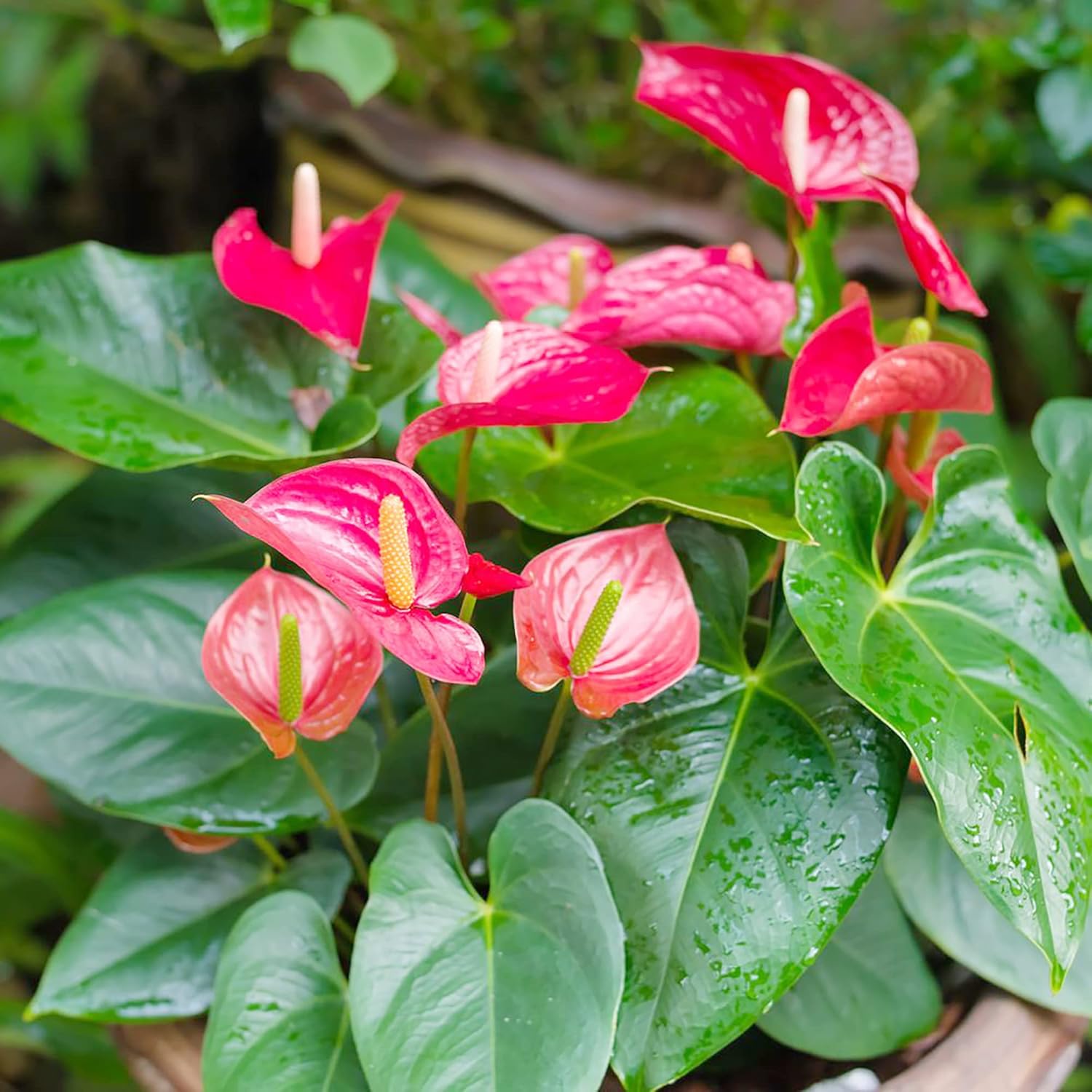 YEGAOL Garden – Semillas de anturio, flores de flamenco perenne, vistosas, de bajo mantenimiento, flores de hoja perenne, para patio, interiores y