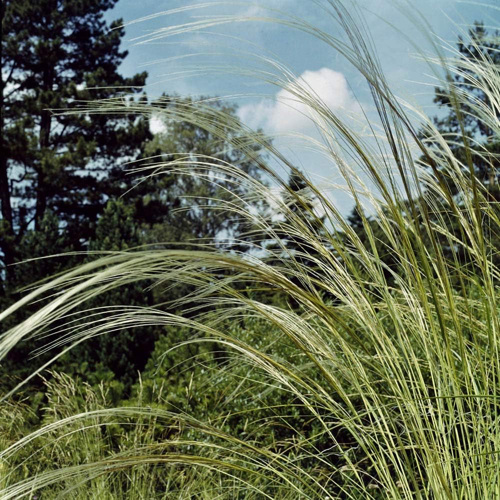 Outsidepride – 10semillas de la hierba ornamental perenne esparto barbado (Stipa barbata) para sembrar