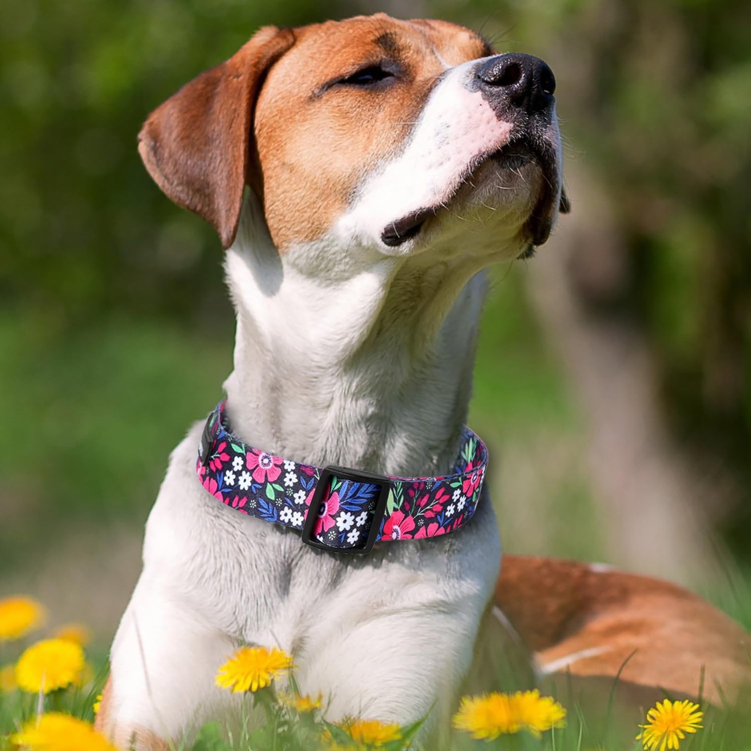 Maca Bates – Collar de primavera para perro con diseño de flores, para niñas y niños, hembra, macho, para Perros, Chihuahua, Pitbull, regalo de