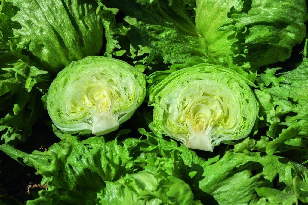 Semillas Vegetales Crisphead Lechuga Iceberg Hoja Crujiente Heirloom para Ensaladas – 1000 Semillas
