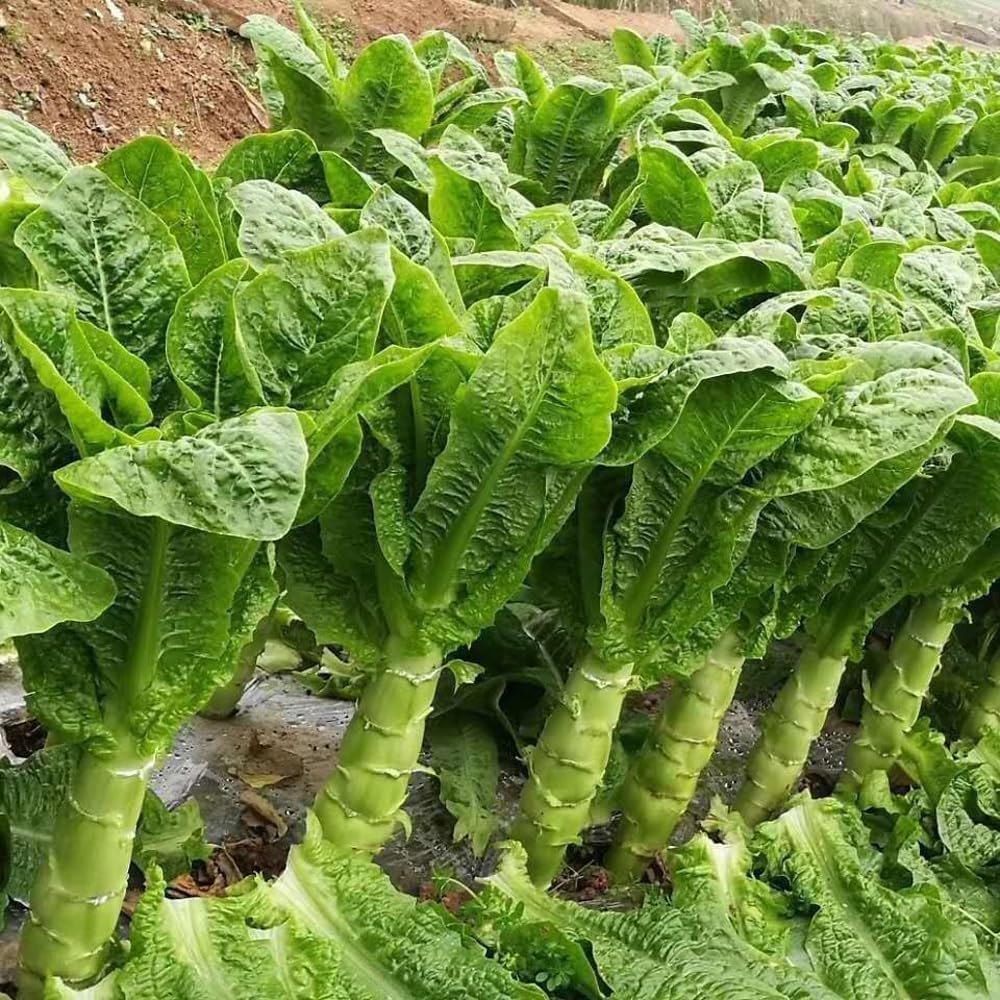 Semillas de lechuga de tallo chino Espárragos apio Semillas de lechuga 200 semillas