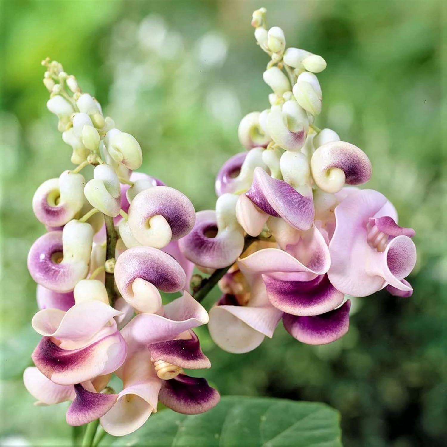 CHUXAY GARDEN Cochliasanthus Caracalla-Sacacorchos, vid de caracol, enredadera de caracol, flor de caracol, frijol de caracol, 8 semillas