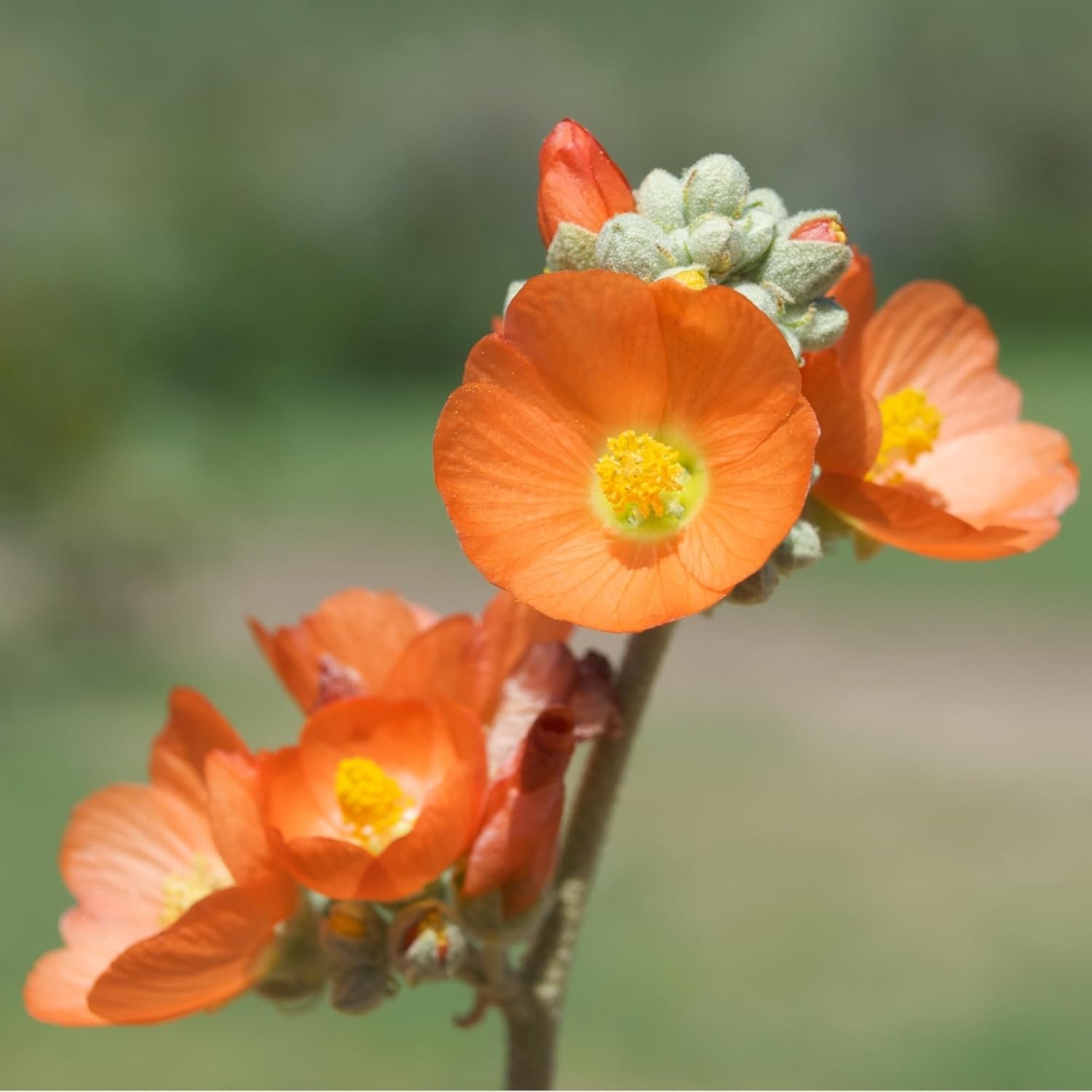 Globemallow Munro’s 1000 Seeds (Sphaeralcea munroana) reliquia nativa – Polinizado abierto
