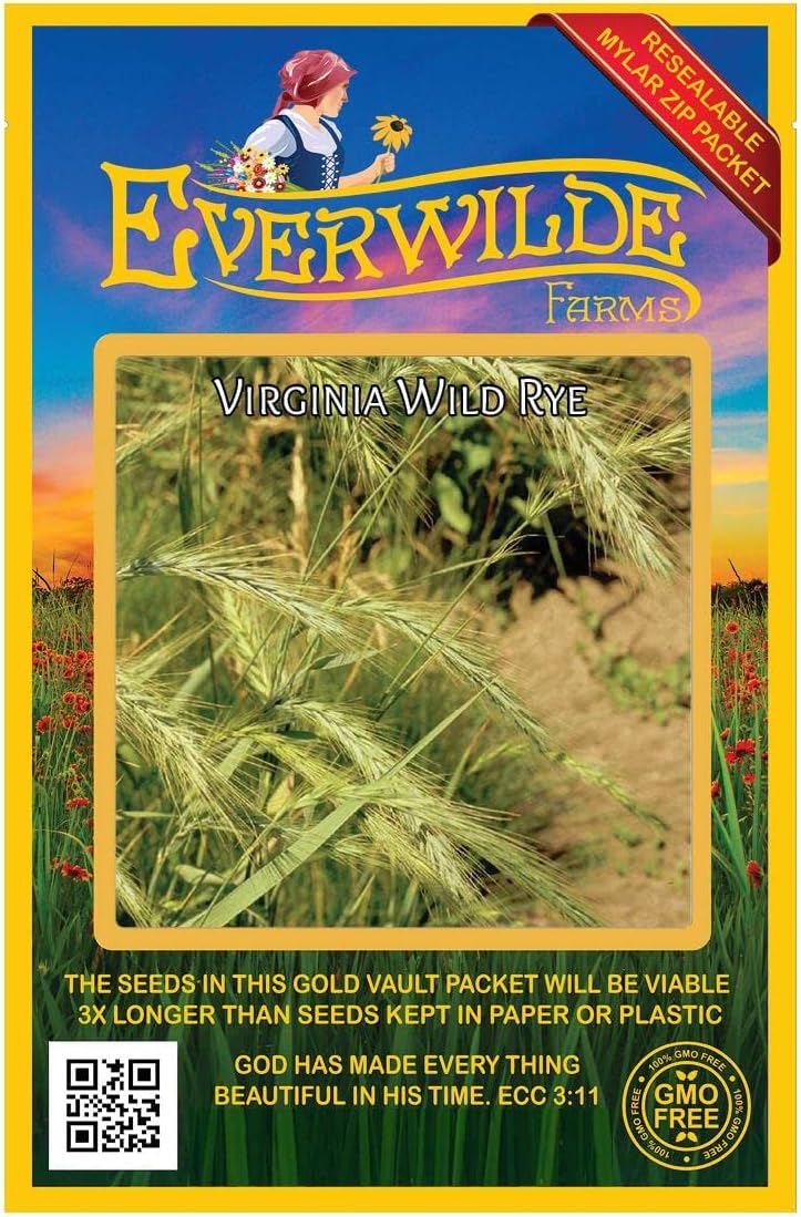 Everwilde Farms – 500 semillas de hierba nativa de centeno silvestre de Virginia – Paquete de semillas jumbo Gold Vault