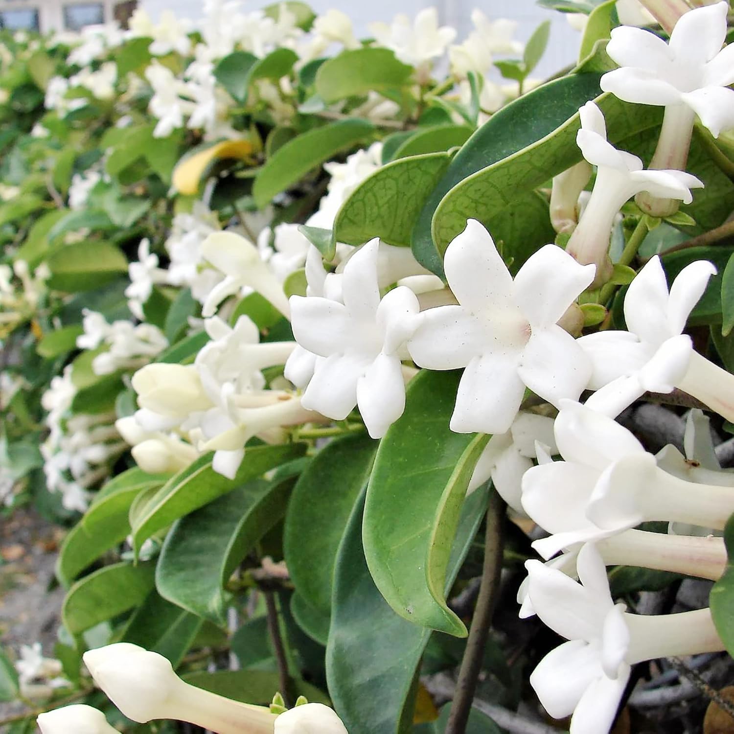 YEGAOL Garden – Semillas de Floribunda de Stephanotis de Madagascar, jazmín de hoja perenne, flores de hoja perenne, sin OMG, enrejados, bordes de