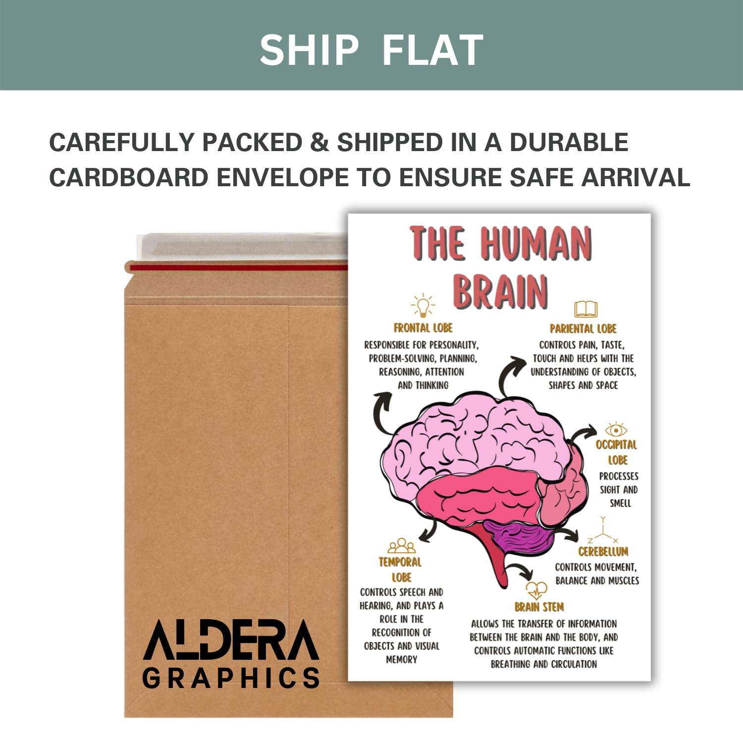 The Human Brain Poster, Mental Health Office Print, Therapy Decor Art, Therapist Psychologist Guidance Counselor Office Decor Wall Art – 11×17 in.