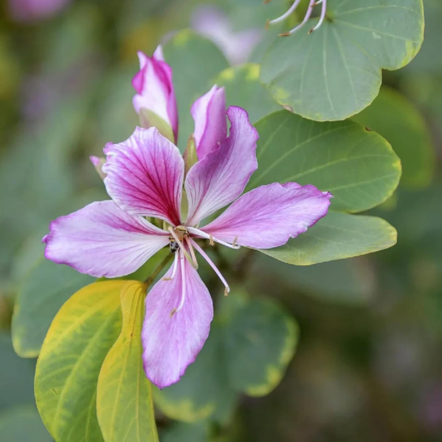 YEGAOL Garden – Semillas de orquídea, árbol de mariposas vistosas y fragantes, atraen mariposas, de bajo mantenimiento, para exteriores, 10 semillas