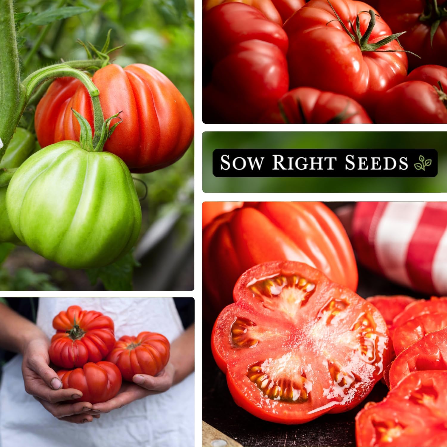 Sow Right Seeds – Semillas de tomate Mortgage Lifter para plantar – Frutas sabrosas carnosas de 1 a 2 libras – Heirloom sin OMG – Instrucciones para